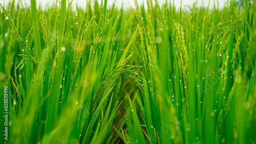 the rice in the rice fields is dewy in the morning, the rice grows green and fertile