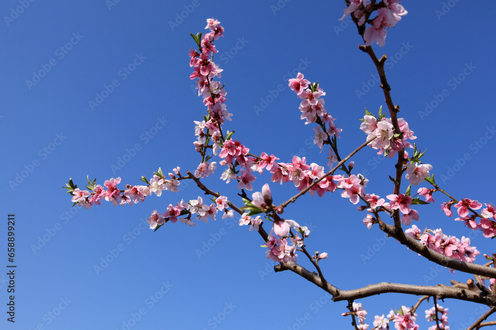 Peach trees blossom in spring Peach trees blossom in spring