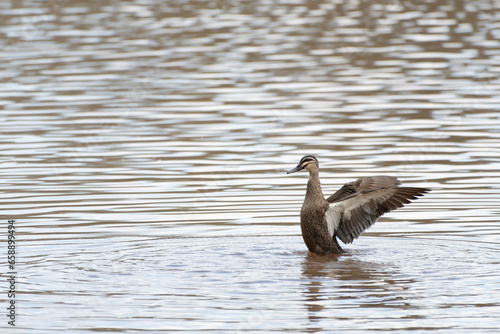 Pacific Black Duck flapping