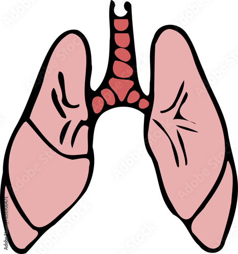 Hand drawn illustration of lung organs