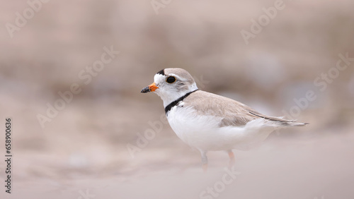 Piping Plover