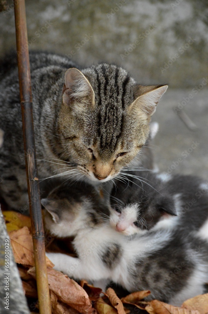 cat and small colorful kittens