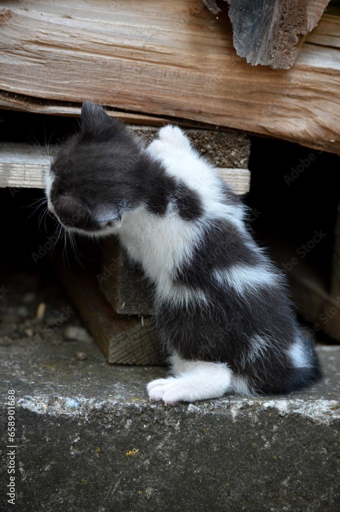 Fototapeta premium a small, cute, colorful kitten