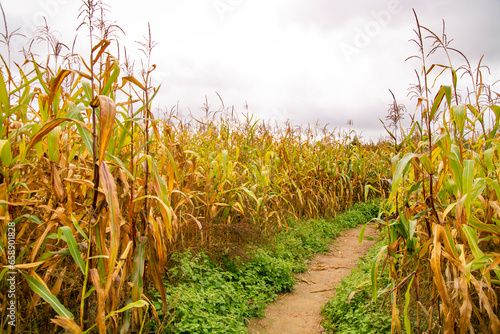 Cornfield with tall rows of corn. Ripe corn on the stalks. photo