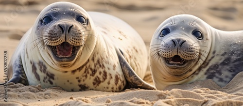 Amusing photo of playful seals joking in the sand photo
