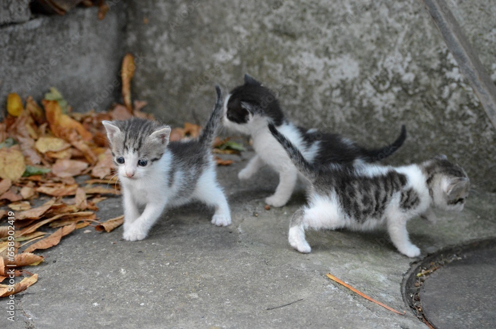 three small colorful kittens