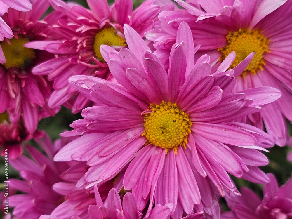 pink chrysanthemum flowers pink chrysanthemum flowers