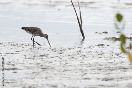 Black-tailed Godwit feeding on tidal flats photo