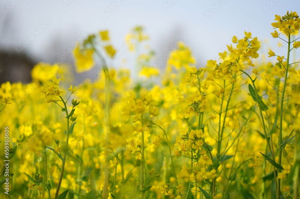 field field