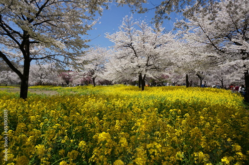 blooming tree in spring