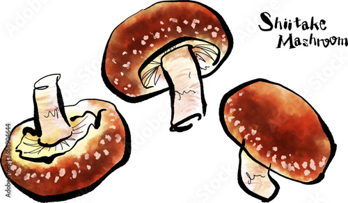 しいたけの手描きイラスト（筆書き水彩墨絵風）