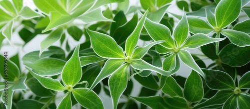 Canvastavla Detailed view of Japonica Spider Web plant leaves With copyspace for text