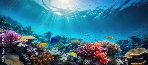 Stunning wide angle photos of healthy coral reefs with amazing diversity and abundant marine life from Indonesia s tropical waters With copyspace for text