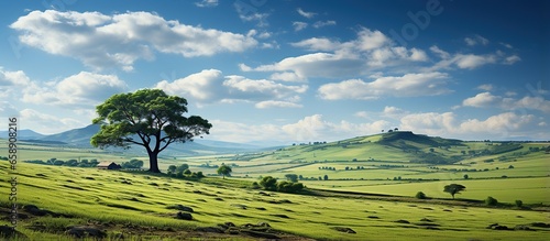 Green field, tree and blue sky.Great as a background