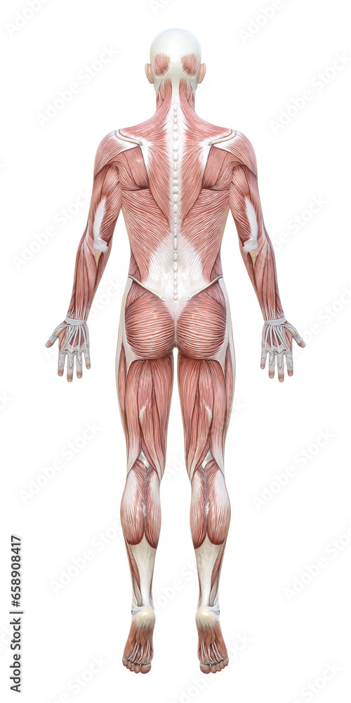 全身が筋肉解剖図の3Dモデル男性の後ろ姿のイラスト