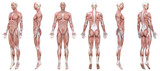 全身が筋肉の3Dモデル男性の正面と横向き 斜め前後 後ろ向きのイラストセット 6ポーズ