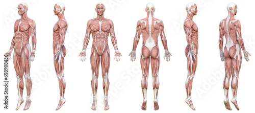 全身が筋肉解剖図の3Dモデル男性 全身正面 横向き 斜め前 斜め後ろ  後ろ姿 イラストセット 6ポーズ photo