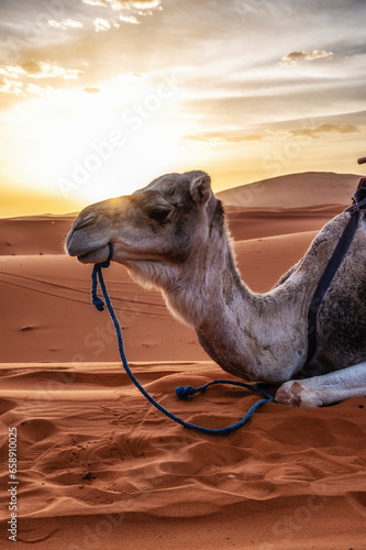 Dromedary camels sitting on sand in desert against sky during sunset