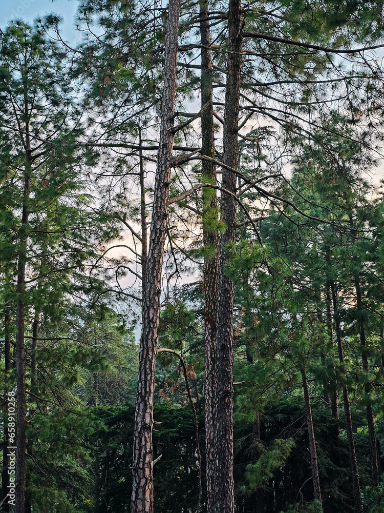Fototapeta premium Trees in the forest