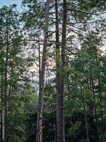 Trees in the forest