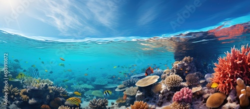 Marine organisms in the Red Sea With copyspace for text © 2rogan
