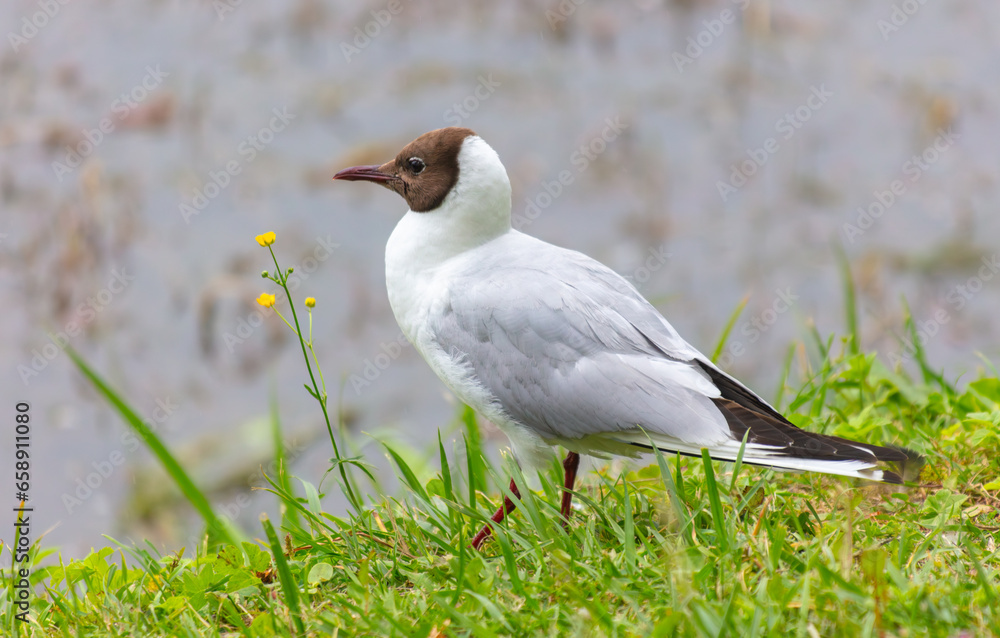 Portrait of a seagull outdoors in summer Portrait of a seagull outdoors in summer