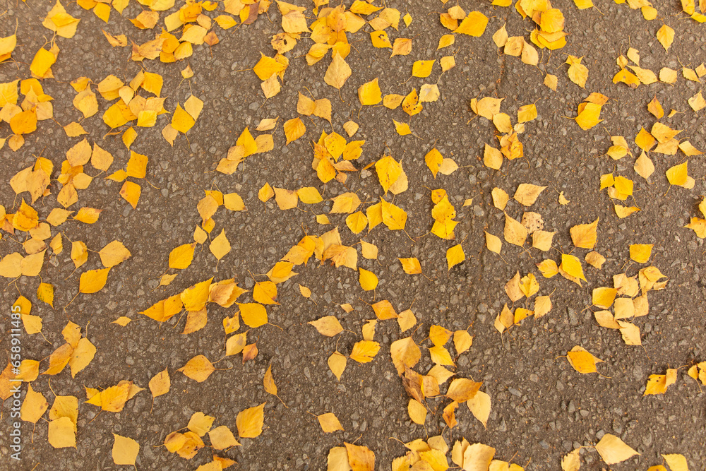Fallen birch leaves on an asphalt road as a background. Autumn Fallen birch leaves on an asphalt road as a background. Autumn