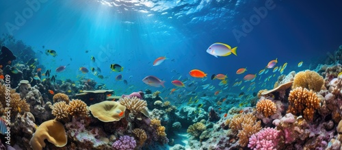 wild marine life in the Red Sea including fish and coral With copyspace for text © 2rogan