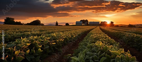 Fotografia Sunset over growing soybean plants at ranch field