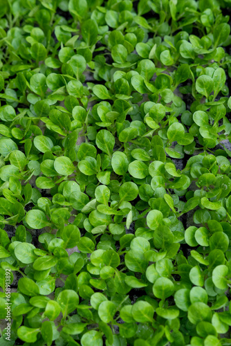 Feldsalat pflanzen - Gesunder Salat -Nüssler
