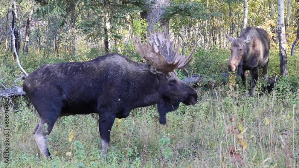 Bull Moose During the Rut in Wyoming in Auutmn Bull Moose During the Rut in Wyoming in Auutmn