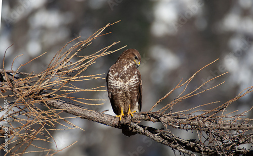 Obraz na plátne Common buzzard (Buteo buteo) Poiana comune