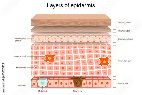Structure of epidermis vector. Anatomical structure of human skin layers. Cross section of the epidermis.  photo