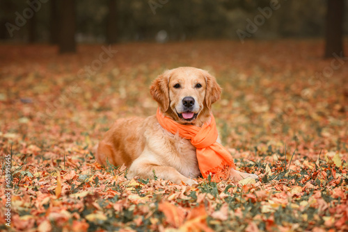 beautiful red dog golden retriever labrador in a red scarf on yellow leaves in autumn in the park