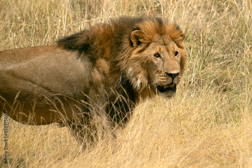 Adult male lion in the African savannah among tall grasses at first light in the evening