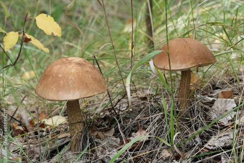 Mushrooms in the forest. Close-up of a growing mushroom. Beautiful autumn landscape. Natural product. Boletus, porcini mushroom.