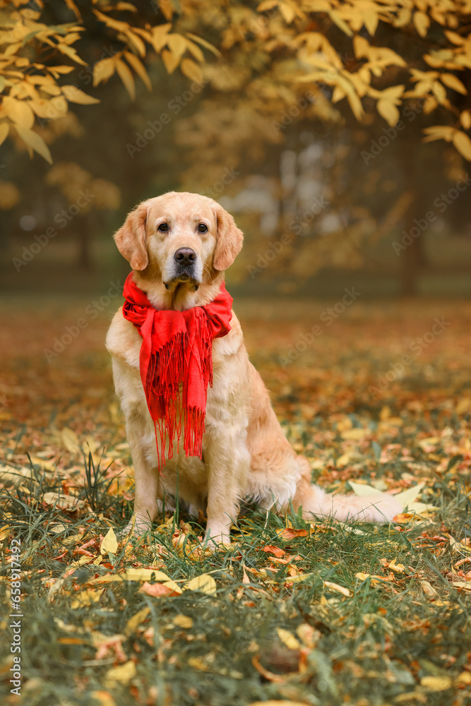 beautiful red dog golden retriever labrador in a red scarf on yellow leaves in autumn in the park