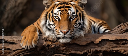 Bengal tiger resting at Jim Corbett park With copyspace for text photo
