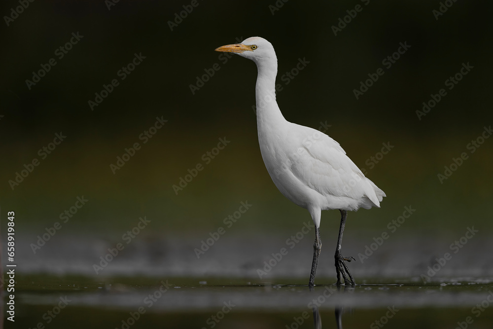 At morning, portrait of cattle egret (Bubulcus ibis) At morning, portrait of cattle egret (Bubulcus ibis)