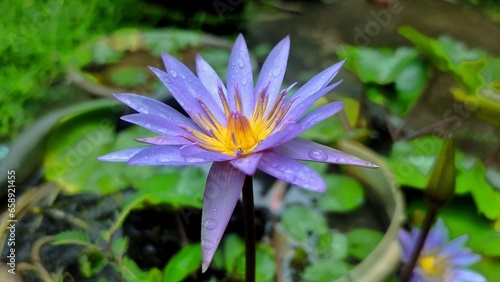  As the world stirs to life  this exquisite morning flower stands as a reminder of the beauty in each new day. 