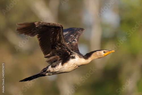 Little Pied Cormorant in Flight