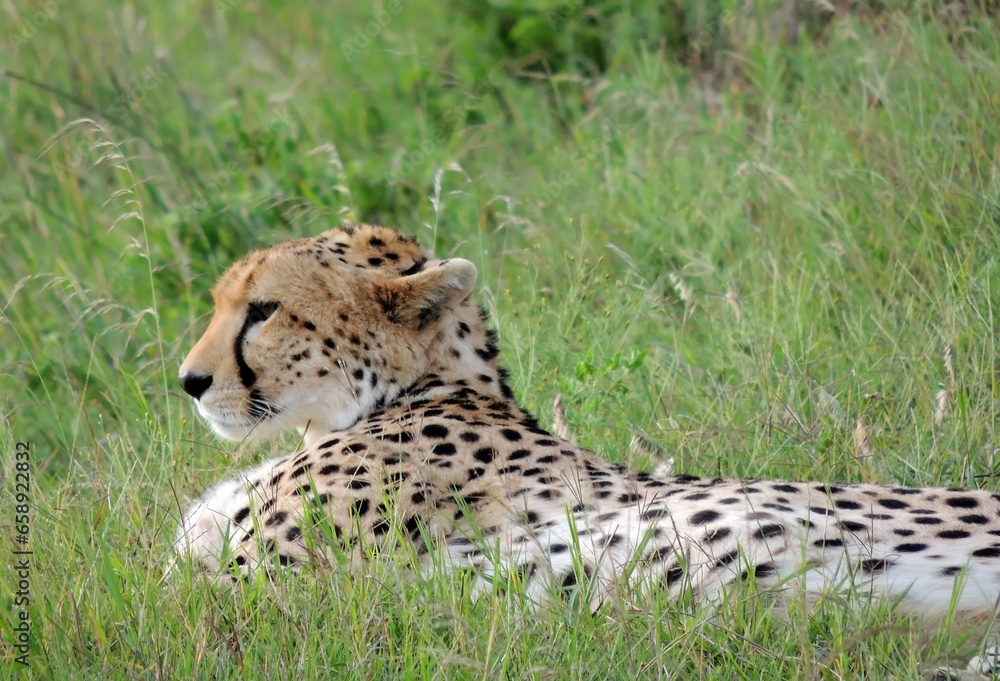 close up of a cheetah lying in the green grass on safari in maasai mara park, kenya, east africa close up of a cheetah lying in the green grass on safari in maasai mara park, kenya, east africa
