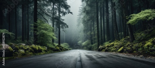 Forest road made of asphalt With copyspace for text