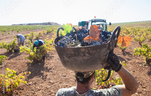 Schilderij op canvas Grape harvester carries the bucket on his head to the trailer