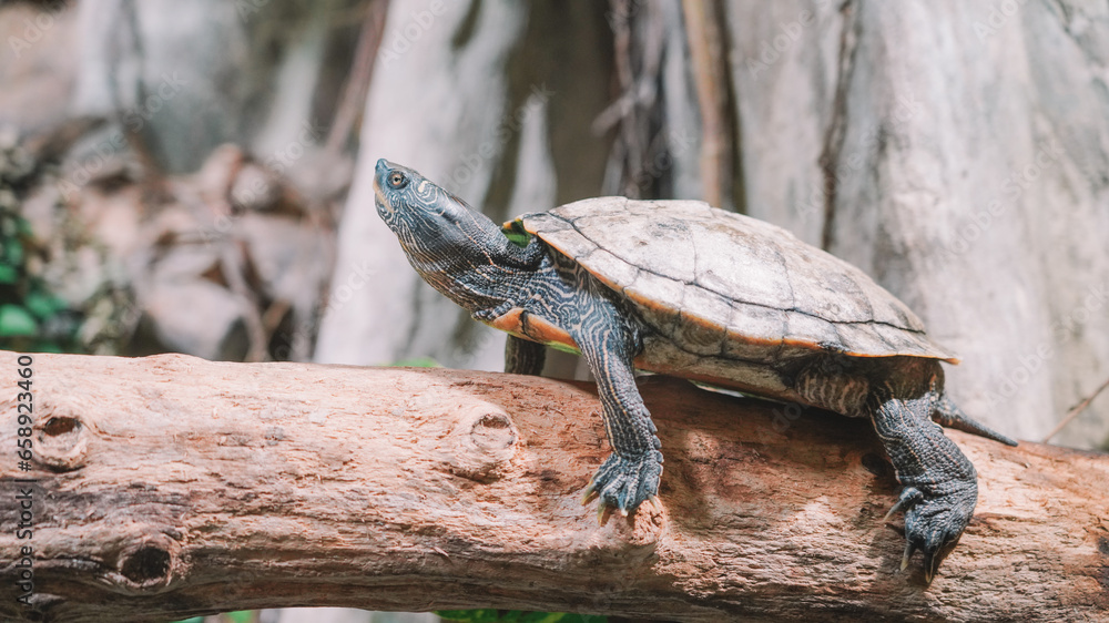 Obraz premium Close up view of the turtle 