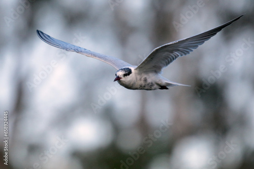 Tern hunting