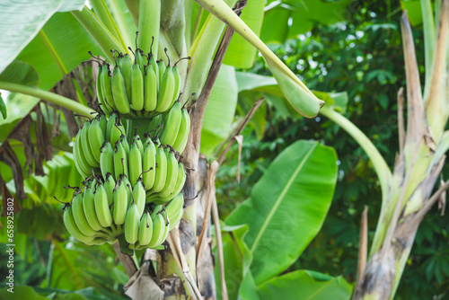 Banana tree and green raw bananas in nature.