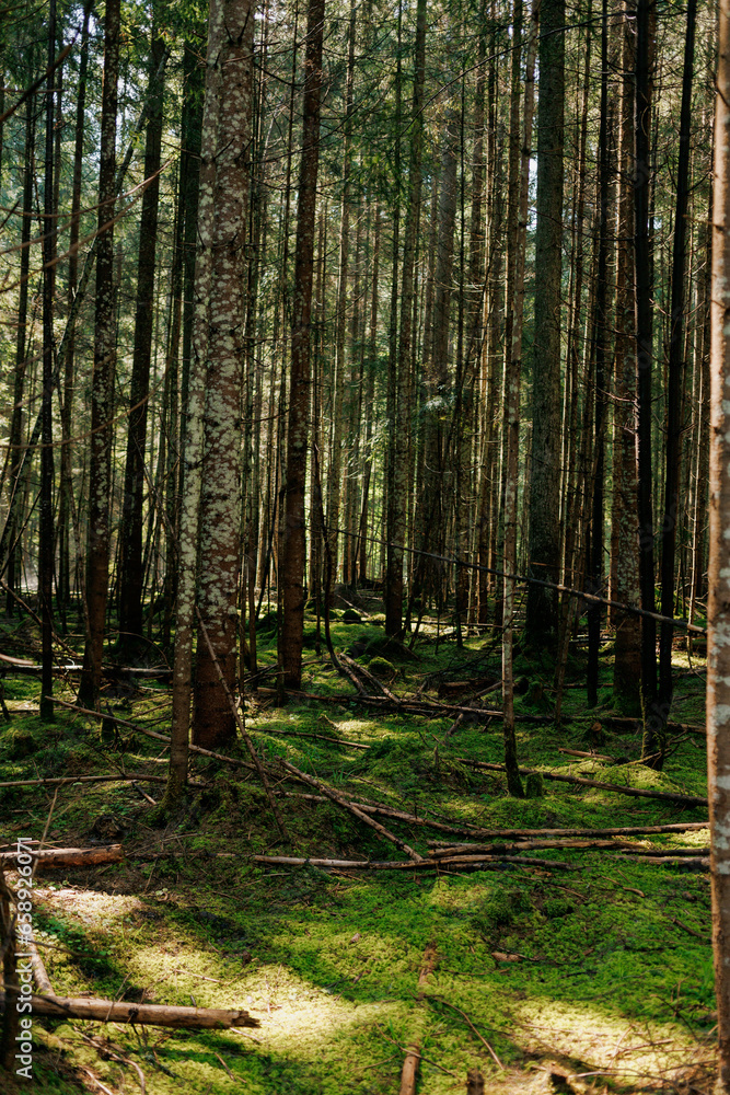 Fototapeta premium A dense forest has fallen down