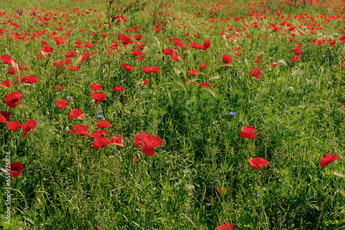 A large field of bright red poppies