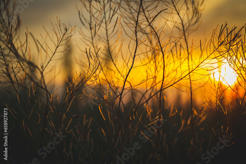 Outlines of grass against backdrop of bright setting sun. Outline of steppe plants against background of setting sun.